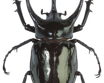 OVERSTOCK: Giant Scarab Beetles, Chalcosoma atlas or caucasus Real