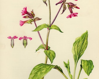 Vintage lithograph of the red campion or red catchfly from 1955