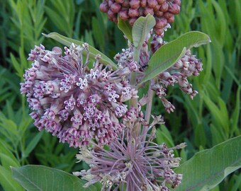 Milkweed Pods, Monarch Butterfly Food Source, Hunting, Crafting, Weddings