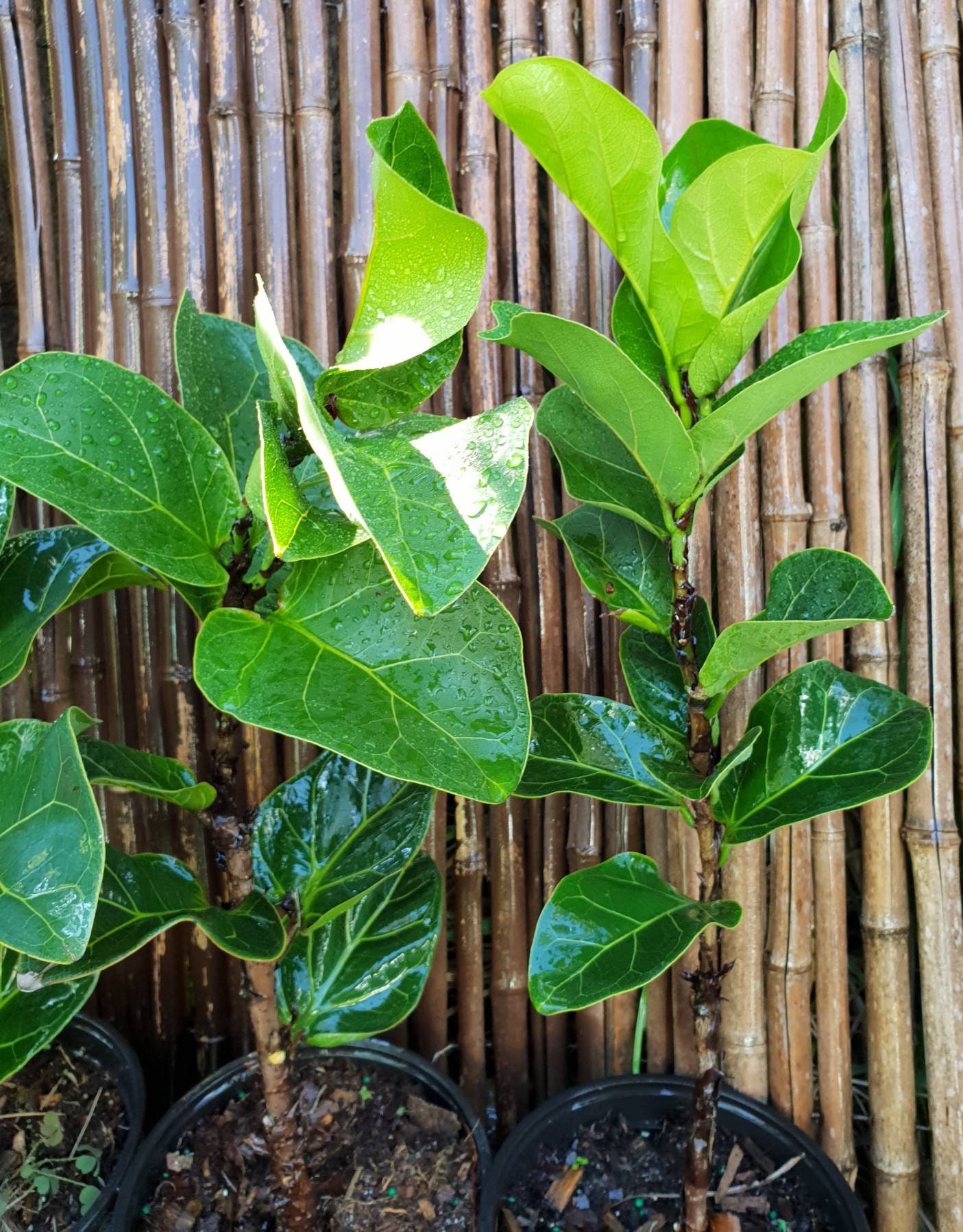 Fiddle Leaf Fig Ficus Lyrata Pandurata Little Fiddle Growing In Fiddle Leaf Fig Ficus Lyrata Pandurata Little Fiddle Growing In