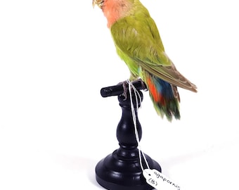 Mounted birds for sale: Agapornis - Taxidermy!