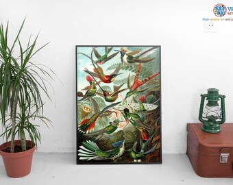 Hummingbirds Print (Illustration, Ornithology) Various Sizes by Ernst Haeckel