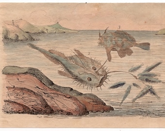 1835 exotic underwater print rare original antique hand colored engraving - fish ocean beach marine scene