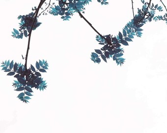 Botanical Bliss - Fine Art Photography