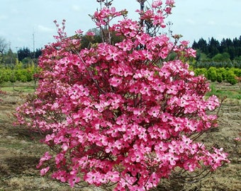 2 Red Dogwood Trees