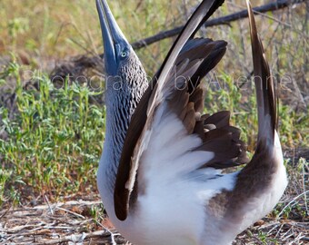 Blue Footed Booby Mating Dance