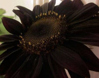True Black Ornamental Sunflower Pack 20 Seeds Pack Very Interesting Attracting Bees Butterflies