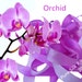 5m x 20mm Orchid Silk Ribbon, Silk Tape