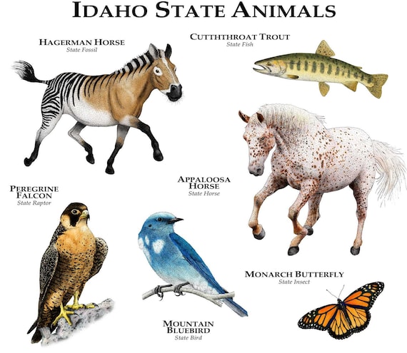 Genus Species Name Cats Vs Dogs Genus Species Name Cats Vs Dogs