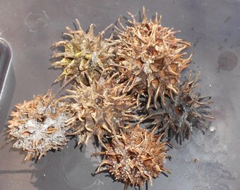 Sweet Gum Button Balls