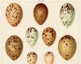 Sea Gulls Bird Eggs Print, Arctic Tern Black Headed Gull Eggs, Herring Gull, Ocean Seagulls Bird Eggs Coastal Home Decor Gift, Nature Study