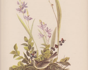 Vintage 1950's Audubon Print, Field Sparrow, Commentary by Roger Tory Peterson, Ornithology, Rustic Decor, Suitable for Framing