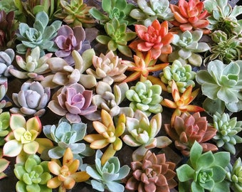Assorted Rosette Succulent Cuttings Colorful Clippings Rare Echeveria Terrarium Wreath Wedding Favors Arrangements - Exotic Succulent Plants