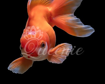Fancy Goldfish Painting