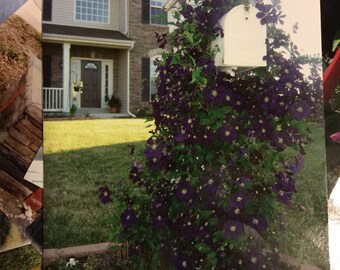 Postcard Blooming Mailbox, Summer, Spring, Flowers, American Neighborhood Mailbox, Postcards Collection, Postcrossing, Snail Mail, Pen Pal