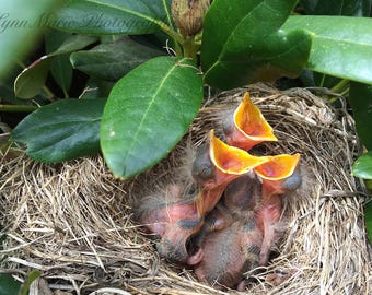 Baby Robins