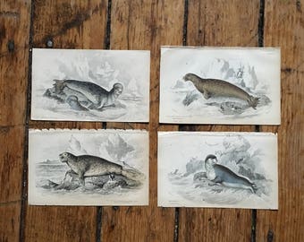 c.1833 ANTIQUE SEAL PRINTS - original antique sea life prints - Jardine animal prints - marine mammals - set of 4 hand colored engravings