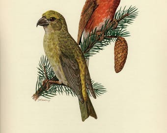 Vintage lithograph of the red crossbill or common crossbill from 1953