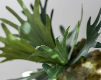 Staghorn Fern Plant - Artificial Plant, Staghorn Platycerium, Fake Plant, Wall Plant, Hanging Plant, Plant for Hanging Basket