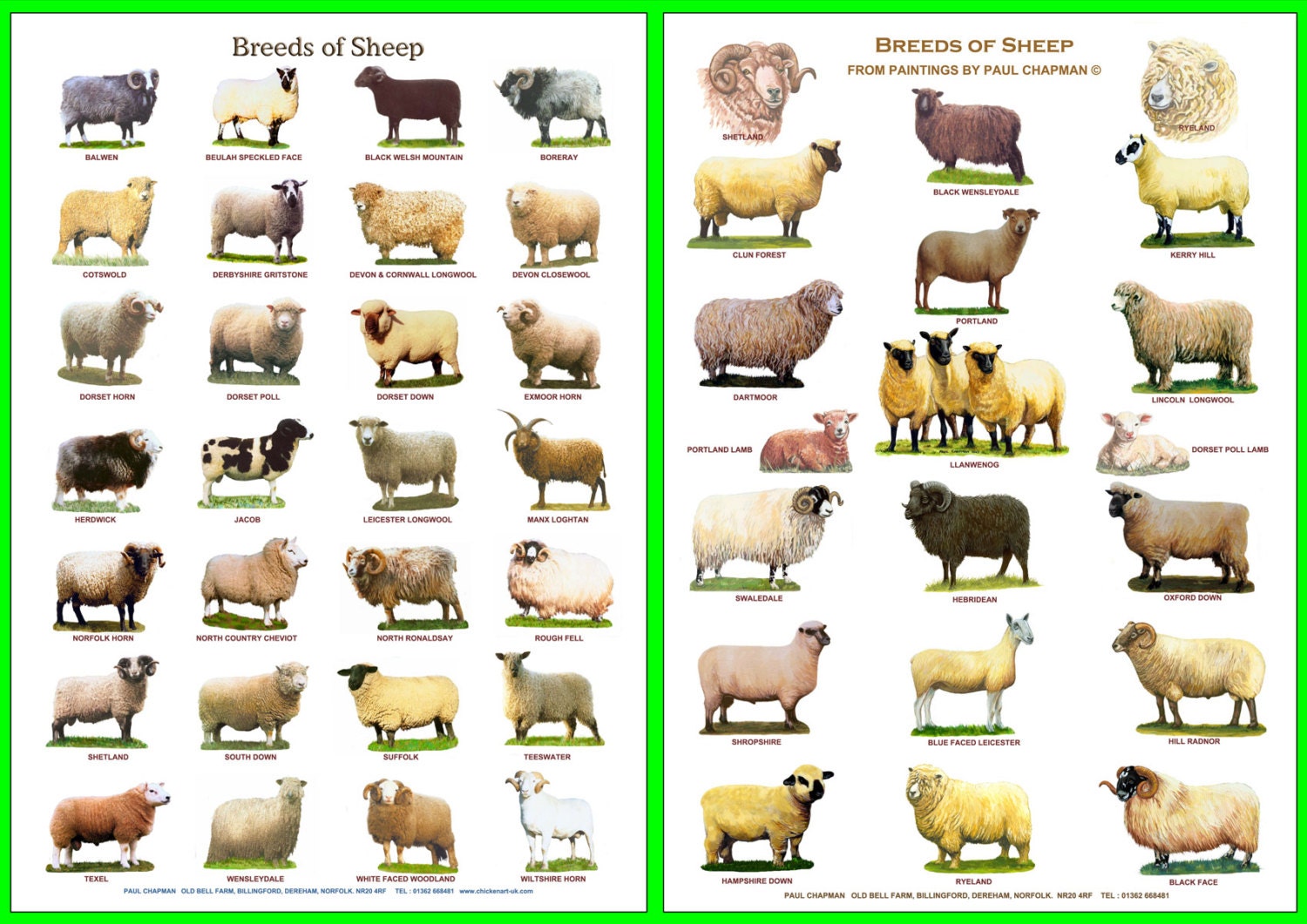 A4 Laminated Posters.Breeds of Sheep 2 different posters