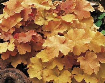 20 HEUCHERA 'Caramel' - Common Name Coral Bells or Alumroot - Twenty Live Perennial Plants by Hope Springs