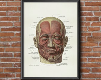 Old vintage Illustrations of Anatomy-Anatomy-medical Prints human face