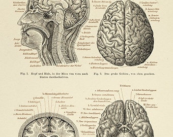 The Human Brain Archival Print - Neuroscience Illustration - Medical Poster - Brain Science Poster - Museum Quality