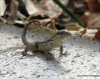 Curly Tailed Lizard