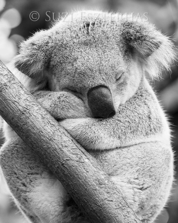 Sleepy koala photo black and white baby nursery print Sleepy koala photo black and white baby nursery print