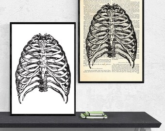 Anatomy A3 Print, Anatomy Art, Anatomy Gift, Anatomy Print, Anatomy Poster, Anatomy Wall Art, Medical Student Gift, Anatomical Art, Rib Cage