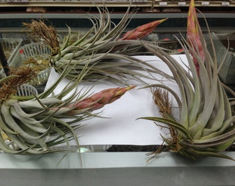 Correalei X (Fasciculata X Hondurensis (Hybrid) (Live Air Plant (EA)