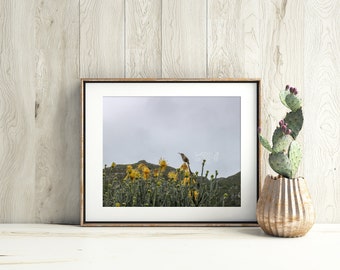 Bird Print, Bird Photo, Cape Sugarbird, Wildlife Photography, Nature Photography, Fine Art Print, Bird Home Decor, Wildlife Wall Art