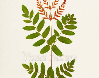 Osmunda Fern Art Print, Botanical Art Print, Fern Wall Art, Fern Print, Botanical Print, Home Decor, green art print