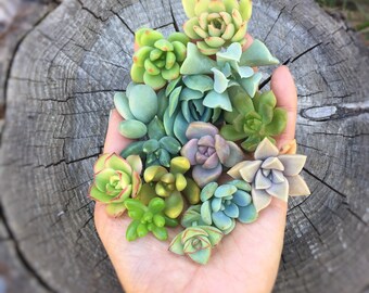 15 small baby succulent cuttings