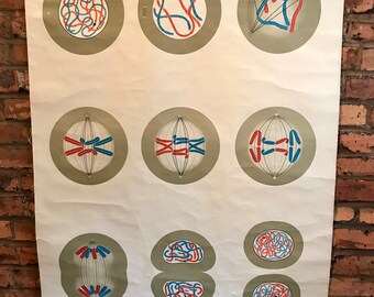 Vintage German School Chart Cell Division