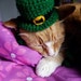 Cat St Patrick's Day Leprechaun Bowler Hat- Leprechaun Cat- St Paddy's Day Cat- Clothes for Cats- Hats for Cats