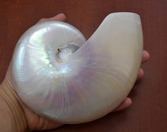 Sliced White Chambered NAUTILUS Polished Sea SHELL 5 1/2"