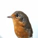 RESERVED Vintage Taxidermy Songbird European Robin