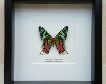 Madagascan Sunset Moth Frame (underside)
