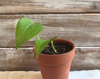 Philodendron cordatum