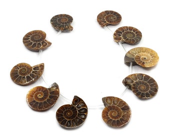 0089 10pcs Side drilled Ammonite fossil loose gemstone beads 27mm to 30mm
