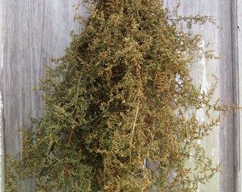 SWEET ANNIE - Fragrant PARTLY Preserved Sweet Annie Bunch - Primitive Decor