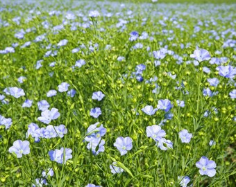 Flax Seed, Flax, Linum Usitatissimum, Medicinal Seeds, 50 Seeds Per Pack, Organic Seeds, GMO Free