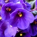 FRESH VIOLETS Room Air Freshener Deodoriser Linen Pillow Spray Mist Car Air Freshener - Extra Strong