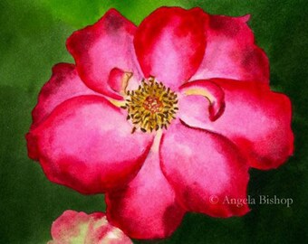 Original Watercolor Painting, Flower Painting, Rose, Pink, Red, Fine Art, Realism, Original Painting, Tennessee Rose