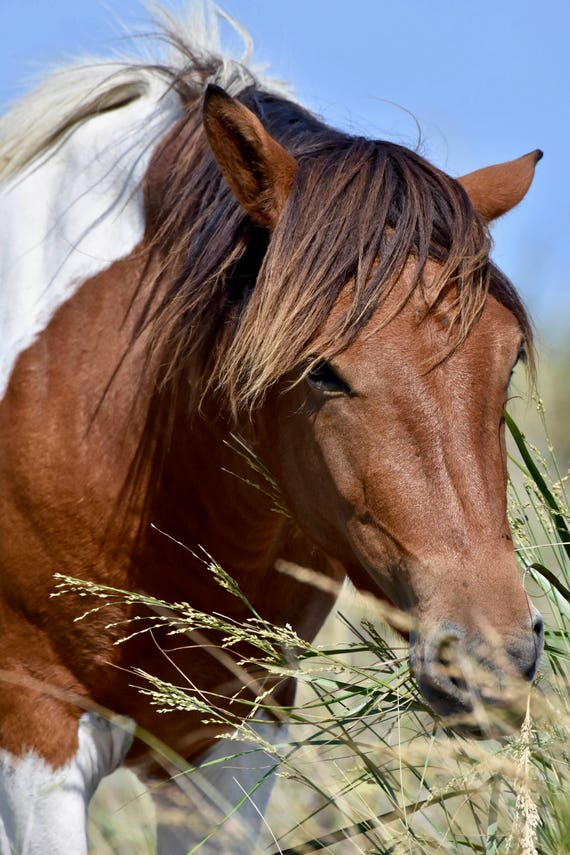 Horse Print Color Photography Digital Download Large Horse Print Color Photography Digital Download Large