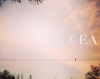 Bird on a wire