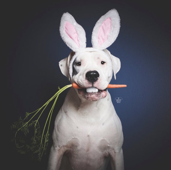 Animal Rabbit Ears || Bunny Ears for Dogs || Rabbit Ears || Bunny Costume for Dogs ||