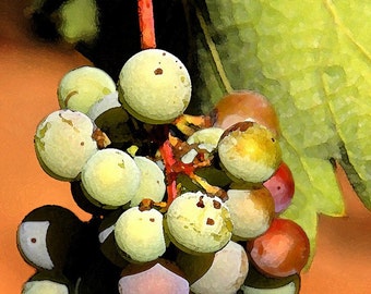 Fine Art Photography-Artsy Grapes