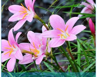2 Bulbs Rare Zephyranthes Bulbs Rain Lily Rhizome Plant (Not Zephyranthes Seeds) -Variety 21